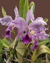C. Memoria Jeanne Nichols (C. jenmanni x C. labiata)